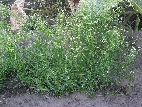 spergula arvensis